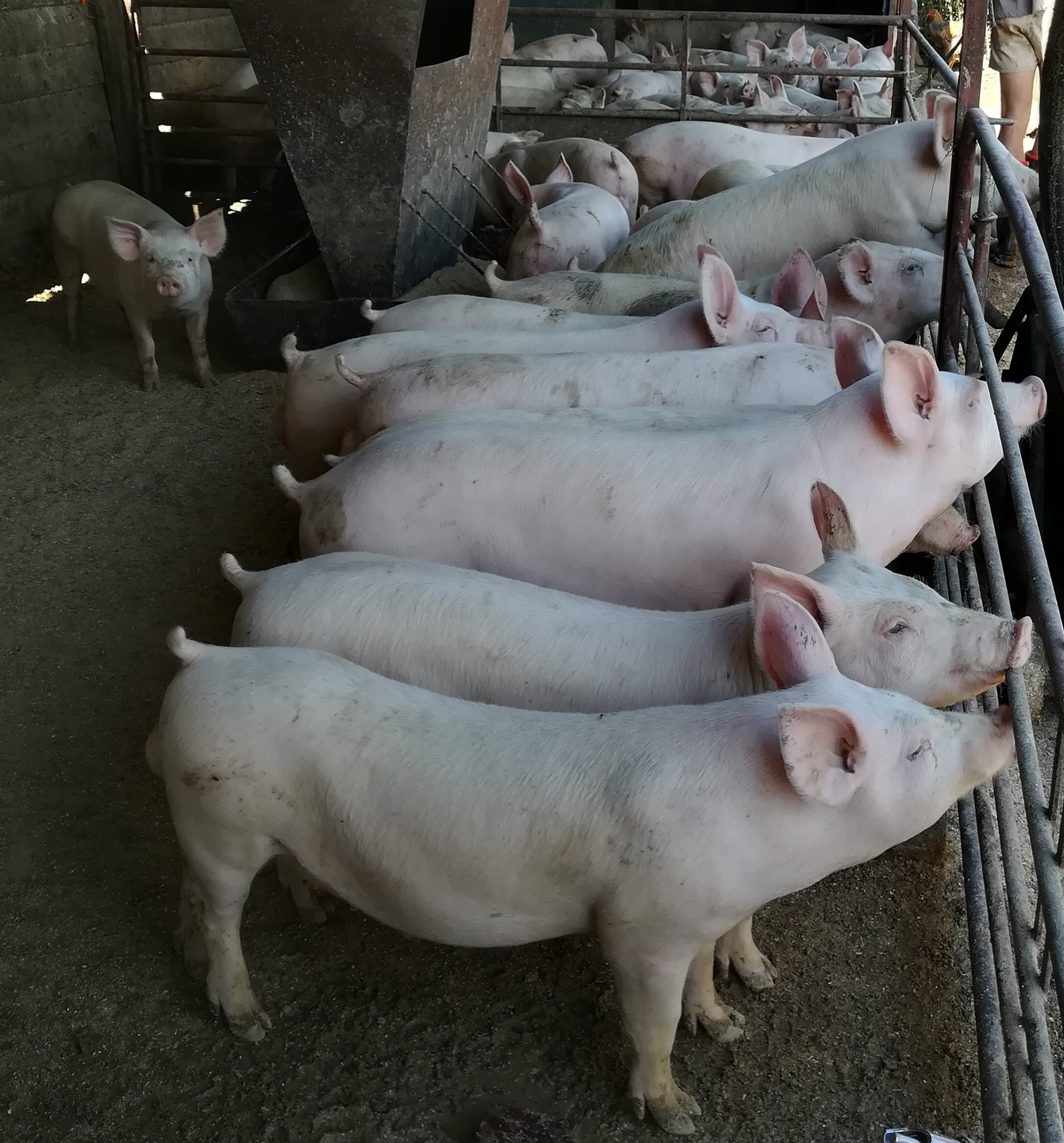 28 x Boar piglets for sale