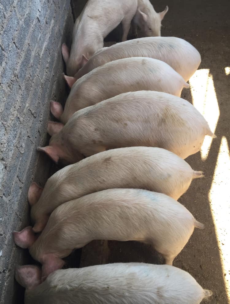 42 X Pigs For Sale   118036 