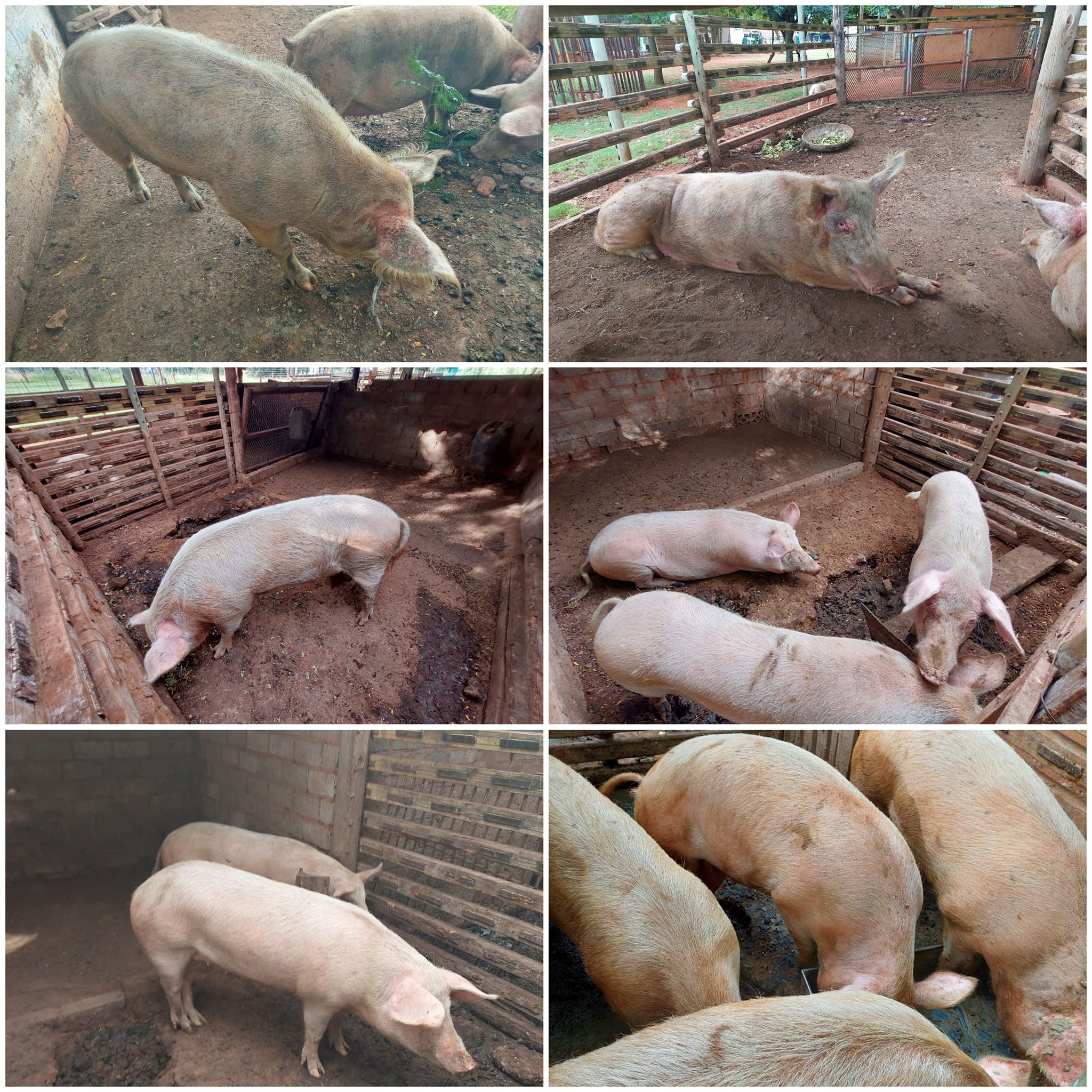 9 x Landrace pigs for sale