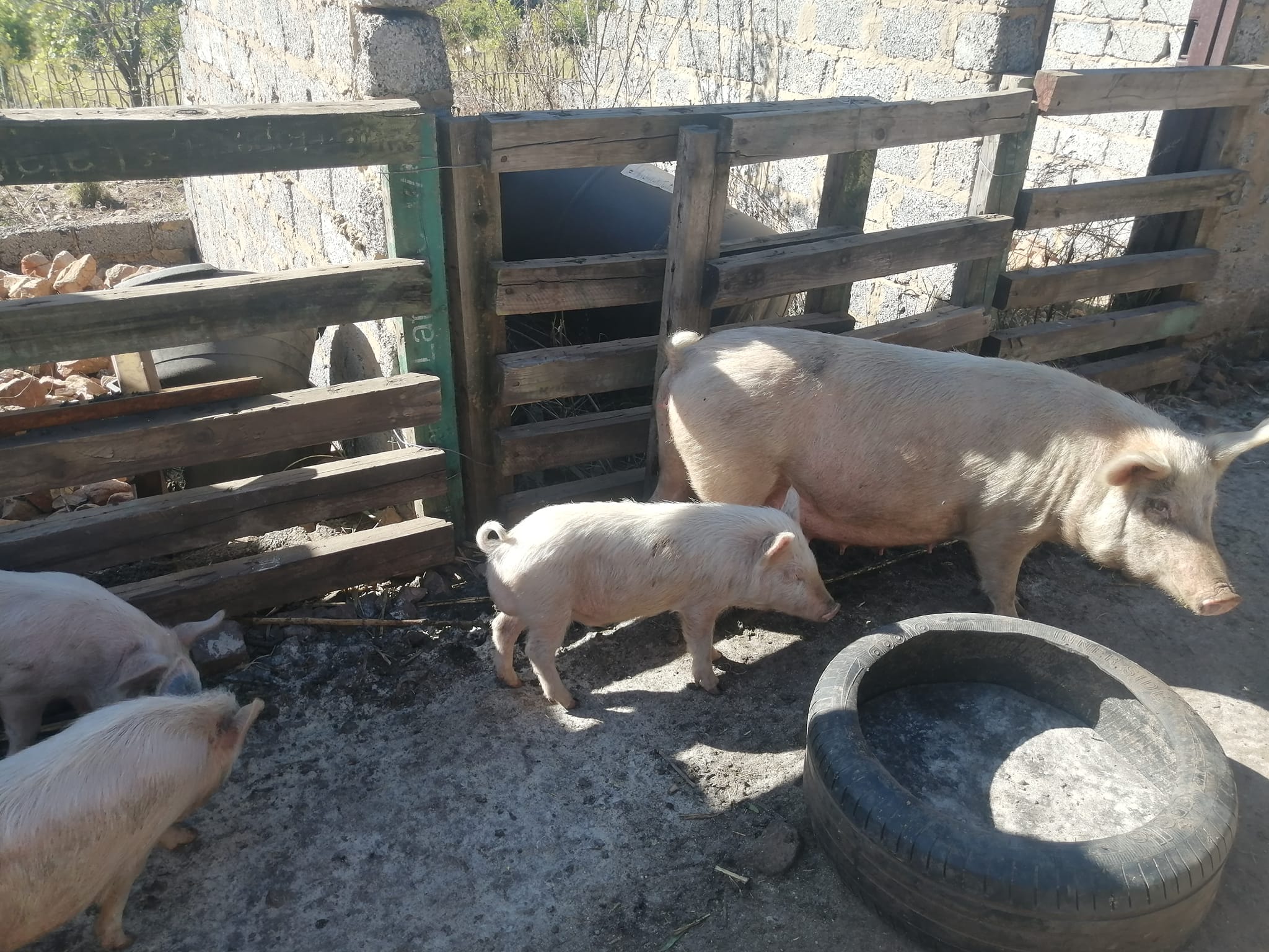 Weaner Piglets Available