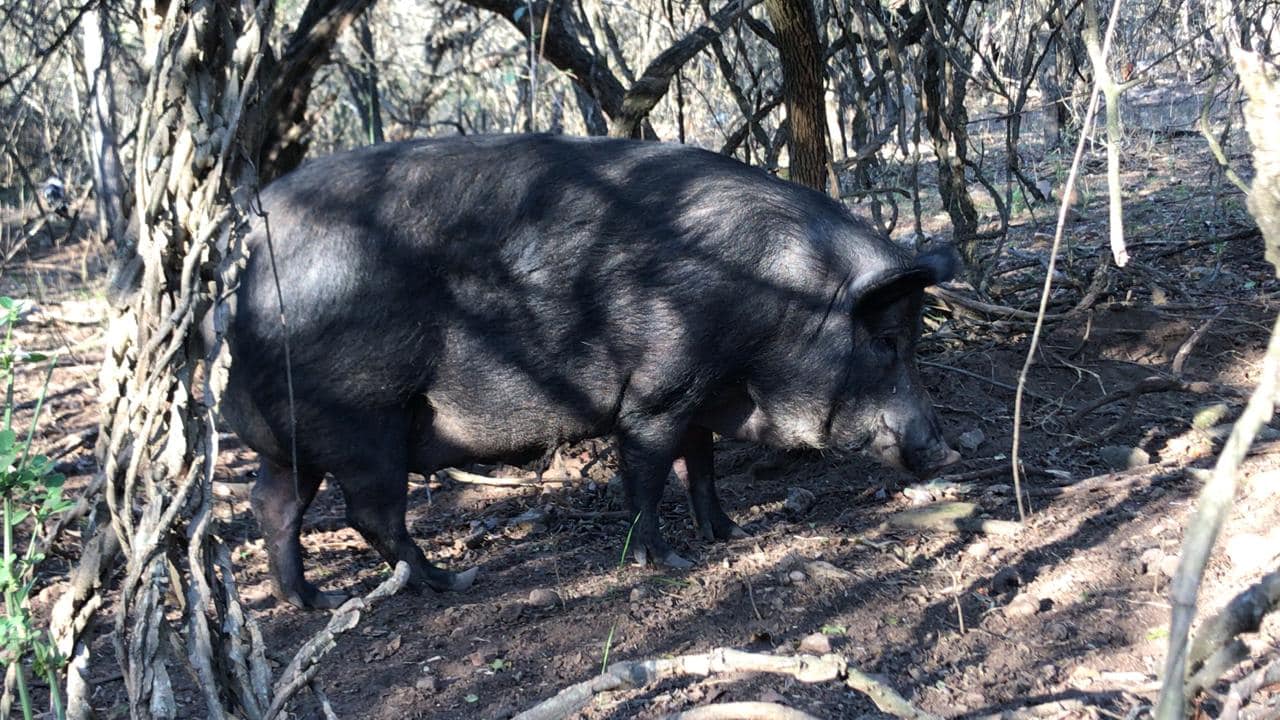 1-x-boar-and-6-x-sows-mixed-breeds