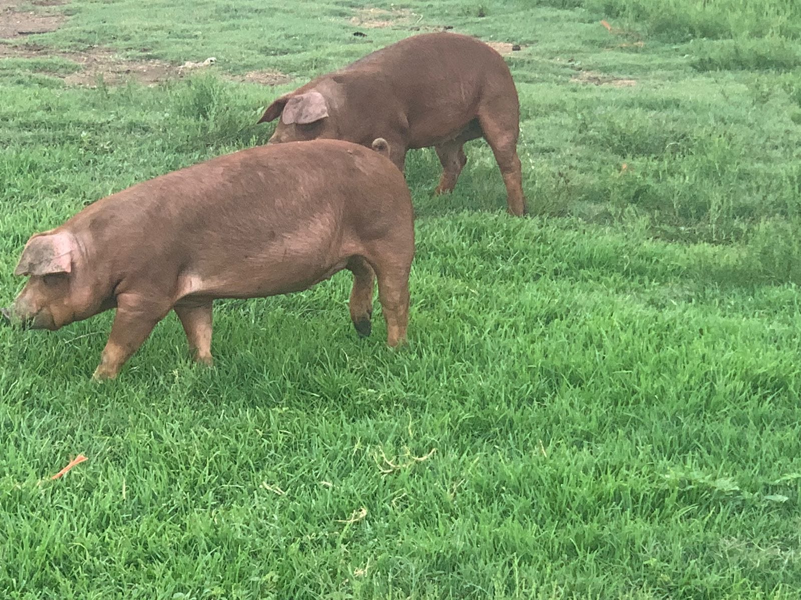 15 x Duroc gilts (24 weeks old)