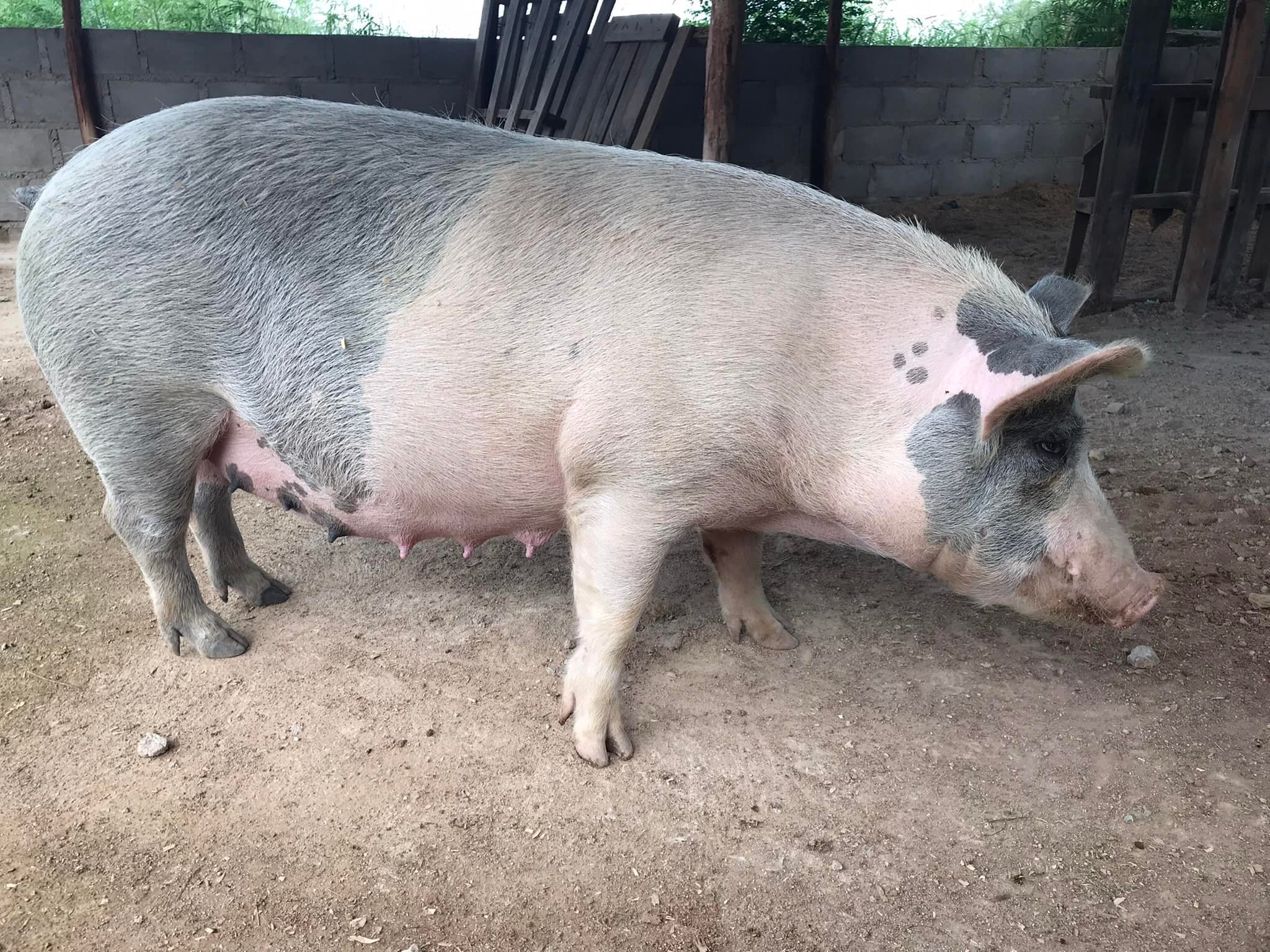 Pregnant sow for sale