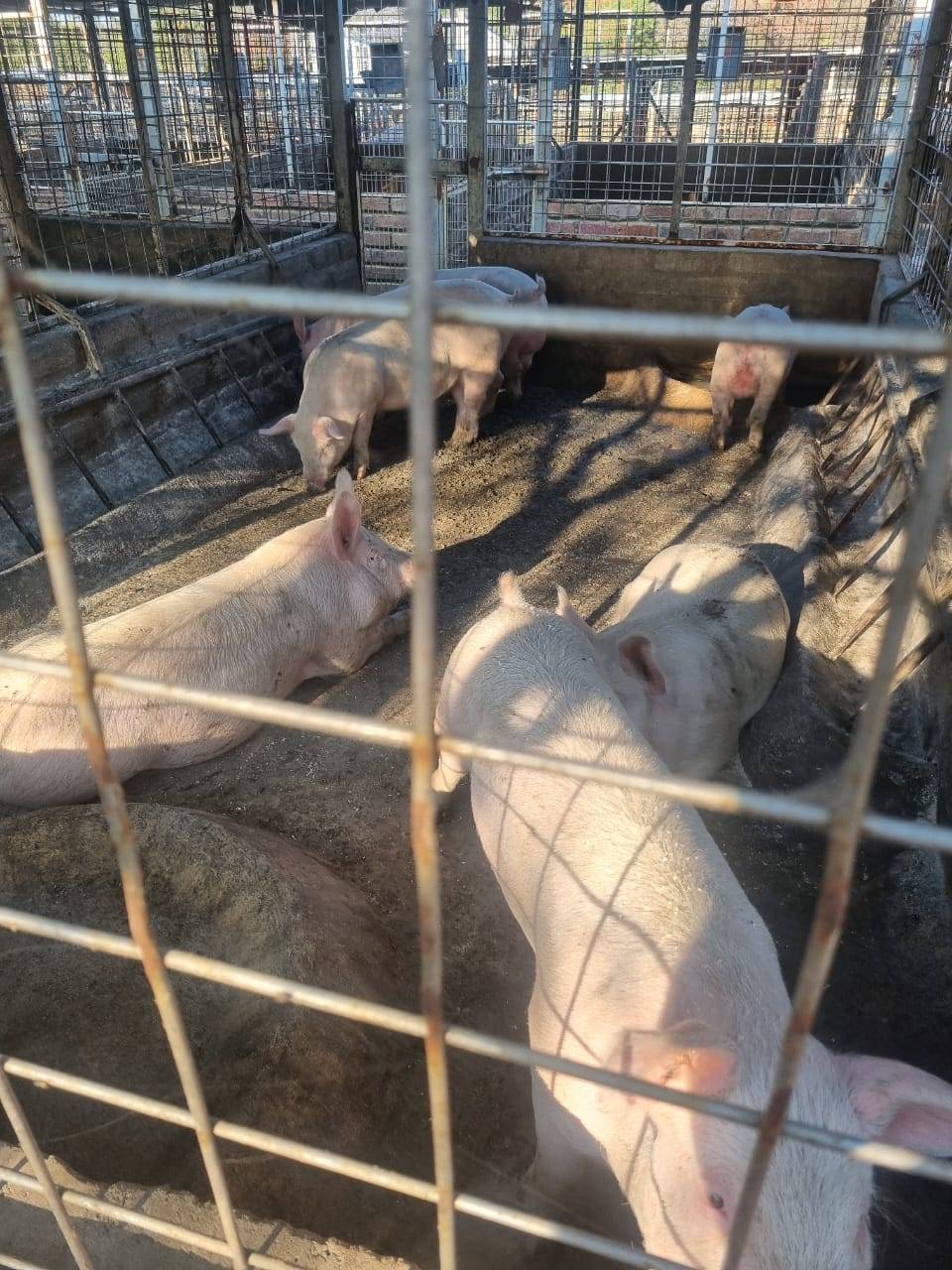 60 x Grower pigs for sale